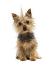 Yorkshire Terrier with a crest, sitting, looking at the camera