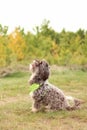 Yorkshire terrier crossbreed is on autumns meadow Royalty Free Stock Photo