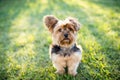 Yorkshire terrier