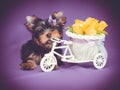 Yorkshire terrier cute puppy with flowers Royalty Free Stock Photo