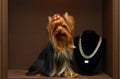 Yorkshire terrier with diamonds