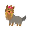 Yorkshire Terrier dog animal cartoon character vector illustration