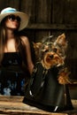 Yorkshire Terrier dog in bag Royalty Free Stock Photo