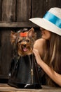 Yorkshire Terrier dog in bag Royalty Free Stock Photo