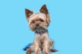 Yorkshire terrier dog on blue background