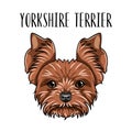 Yorkshire Terrier dog breed. Yorkshire terrier portrait. Vector