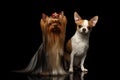 Yorkshire Terrier Dog with Chihuahua Sits on black Royalty Free Stock Photo