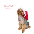 Yorkshire terrier dog in christmas cap Royalty Free Stock Photo