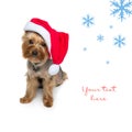 Yorkshire terrier dog in christmas cap Royalty Free Stock Photo