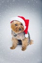 Yorkshire terrier dog in christmas cap Royalty Free Stock Photo