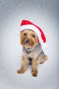 Yorkshire terrier dog in christmas cap Royalty Free Stock Photo