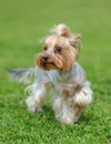 Yorkshire Terrier dog Royalty Free Stock Photo