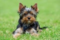 Yorkshire Terrier dog Royalty Free Stock Photo