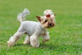 Yorkshire Terrier dog Royalty Free Stock Photo
