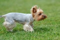 Yorkshire Terrier dog Royalty Free Stock Photo