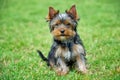 Yorkshire Terrier dog Royalty Free Stock Photo
