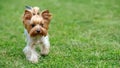 Yorkshire Terrier dog Royalty Free Stock Photo