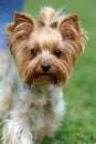 Yorkshire Terrier dog Royalty Free Stock Photo