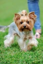 Yorkshire Terrier dog Royalty Free Stock Photo