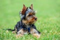 Yorkshire Terrier dog Royalty Free Stock Photo