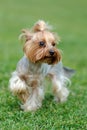 Yorkshire Terrier dog Royalty Free Stock Photo