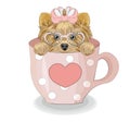 Yorkshire terrier dog in cup