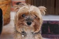 Yorkshire terrier dog