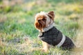 Yorkshire Terrier dog dressed in gray clothes sitting on the green grass Royalty Free Stock Photo