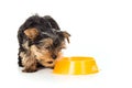 Yorkshire Terrier Dog with food bowl