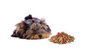 Yorkshire Terrier and dog food on white background Royalty Free Stock Photo