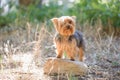 Yorkshire Terrier dog in a forest. Royalty Free Stock Photo