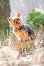 Yorkshire Terrier dog in a forest. Royalty Free Stock Photo