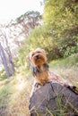 Yorkshire Terrier dog in a forest. Royalty Free Stock Photo