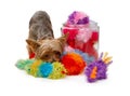 Yorkshire Terrier Dog with Fuzzy Toys