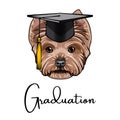 Yorkshire Terrier dog graduate. Graduation cap hat. Dog portrait. Vector. Royalty Free Stock Photo