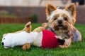 Yorkshire Terrier Dog