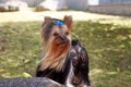 Yorkshire Terrier Dog on the green grass Royalty Free Stock Photo