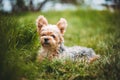 Yorkshire Terrier Dog on the green grass Royalty Free Stock Photo