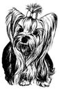 Yorkshire Terrier Royalty Free Stock Photo