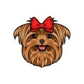 Yorkshire terrier dog head. Bow. Yorkshire terrier decorated with red bow on her head. Cute dog portrait. Vector.