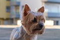 Yorkshire Terrier dog. Head and face portrait, going for a walk in city street. Royalty Free Stock Photo