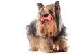 Yorkshire terrier, dog isolated on whitebackground. Puppy with toy.