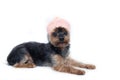 Yorkshire Terrier dog in a knitted hat on a white background. Little dog isolated on a white background. Sheared dog. A pet Royalty Free Stock Photo