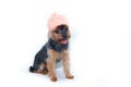 Yorkshire Terrier dog in a knitted hat on a white background. Little dog isolated on a white background. Sheared dog. A pet Royalty Free Stock Photo