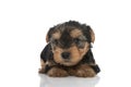 Yorkshire terrier dog laying down and looking at the camera Royalty Free Stock Photo