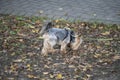 Yorkshire Terrier dog on a leash in the autumn park