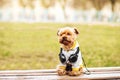 Yorkshire terrier dog listening music on the street Royalty Free Stock Photo