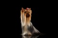 Yorkshire Terrier Dog with long groomed Hair Sits on black Royalty Free Stock Photo