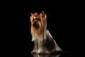 Yorkshire Terrier Dog with long groomed Hair Sits on black Royalty Free Stock Photo