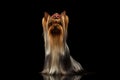 Yorkshire Terrier Dog with long groomed Hair Sits on black Royalty Free Stock Photo